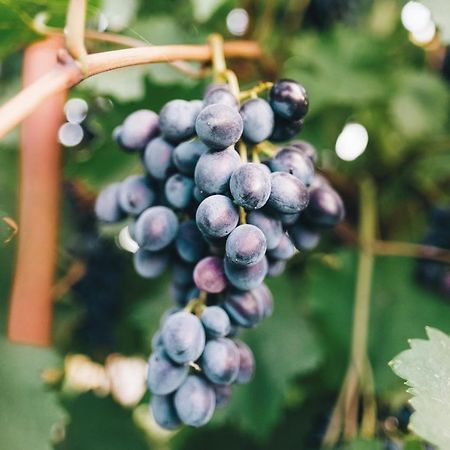 Case Vacanza Podere Risoino Poggibonsi Luaran gambar