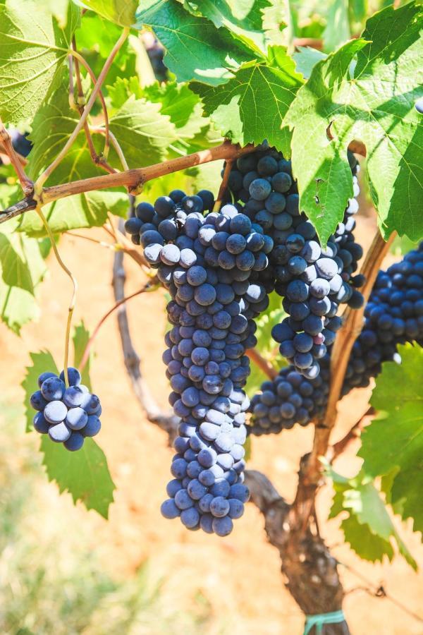 Case Vacanza Podere Risoino Poggibonsi Luaran gambar