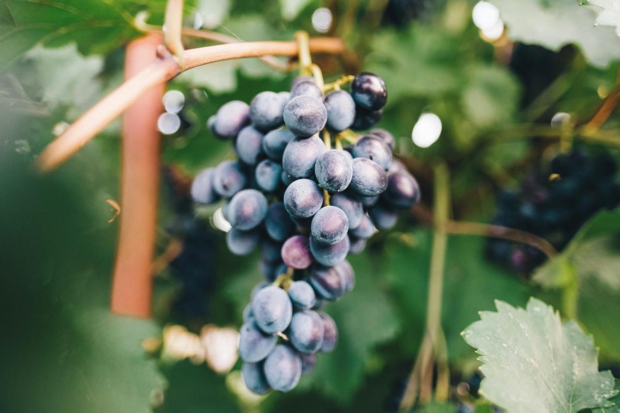 Case Vacanza Podere Risoino Poggibonsi Luaran gambar